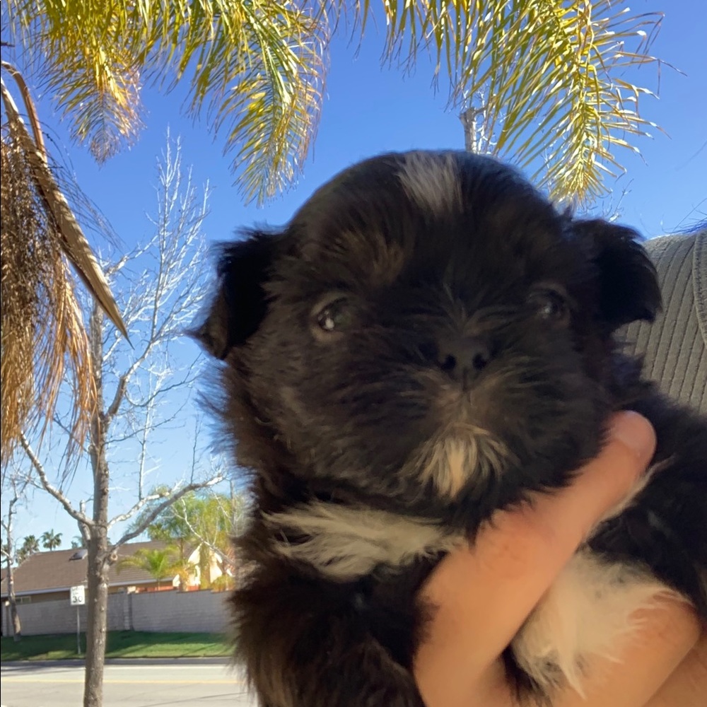 Meet your Posher, Michelle